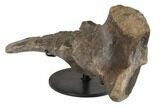 Partial Hadrosaur (Hypacrosaur) Ischium with Stand - Montana #192745-1